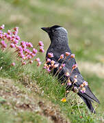 Western Jackdaw