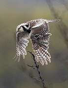 Northern Hawk-Owl