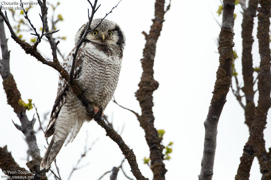 Northern Hawk-Owladult breeding, identification