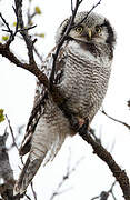 Northern Hawk-Owl