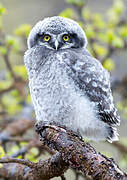 Northern Hawk-Owl