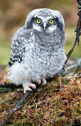 Northern Hawk-Owl