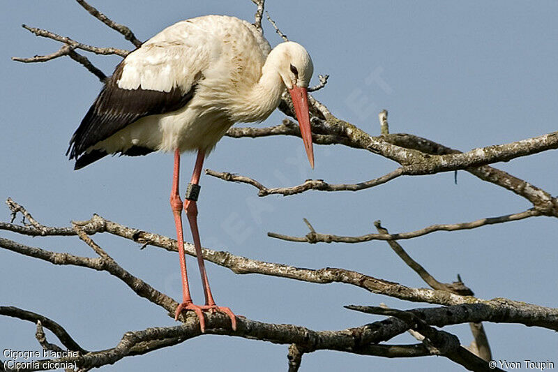 Cigogne blanche