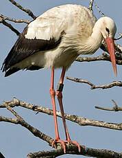 Cigogne blanche