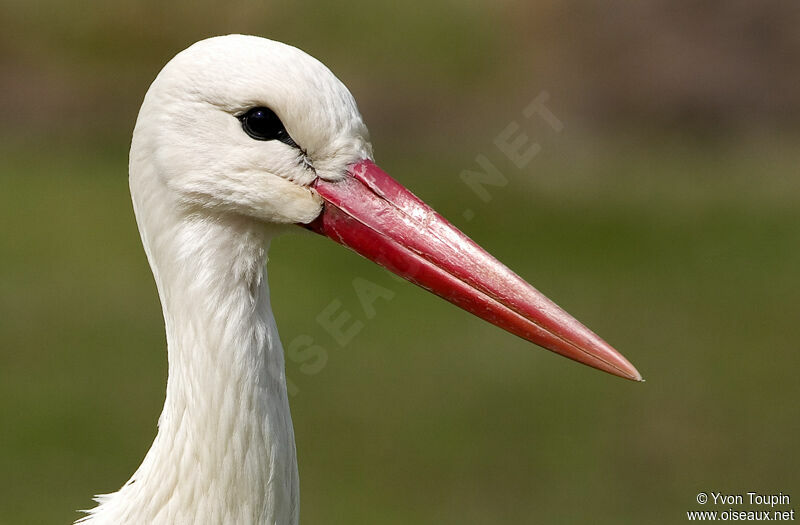 Cigogne blanche, identification