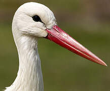 Cigogne blanche