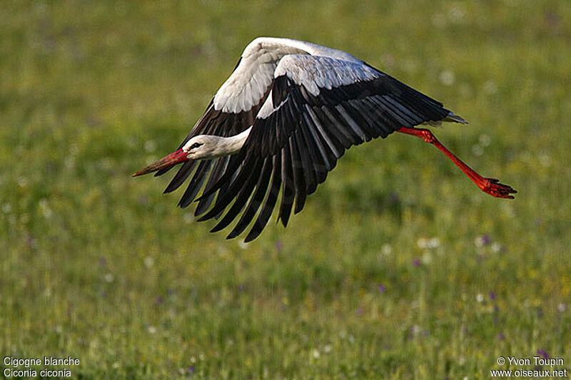 Cigogne blanche, Vol