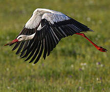 Cigogne blanche