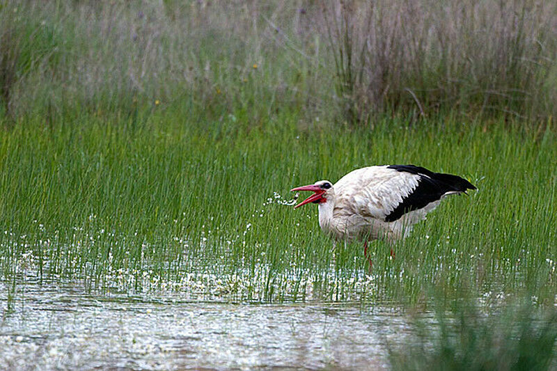 Cigogne blanche, identification, régime, Comportement