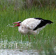 White Stork