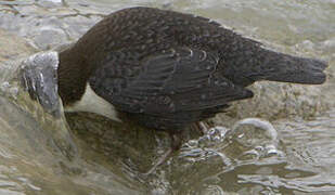 White-throated Dipper