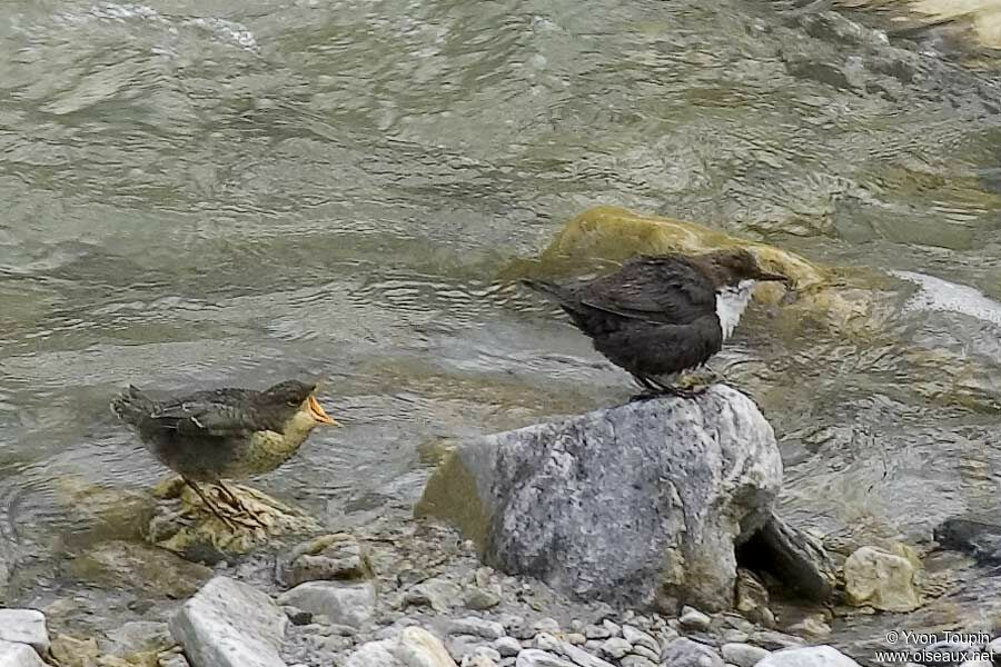 White-throated Dipper