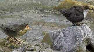 White-throated Dipper