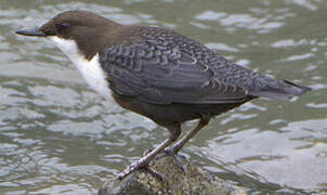 White-throated Dipper