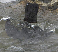 White-throated Dipper