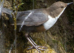 White-throated Dipper