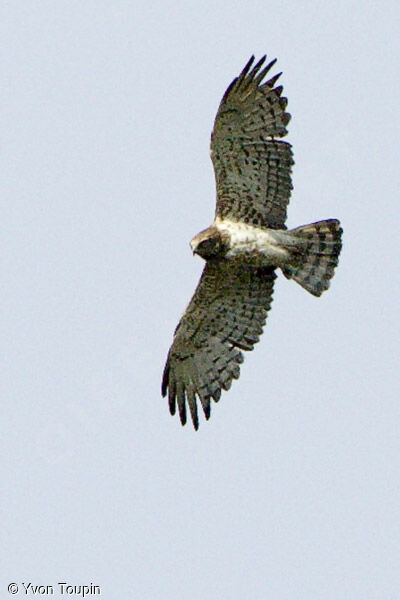 Short-toed Snake Eagle, Flight