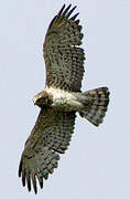 Short-toed Snake Eagle