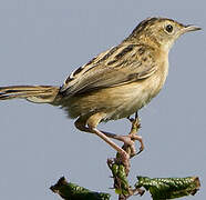 Zitting Cisticola