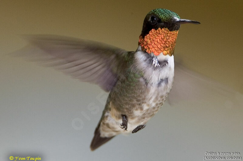 Ruby-throated Hummingbird, Flight