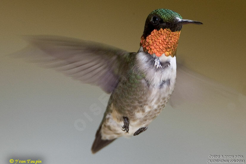 Colibri à gorge rubis, Vol