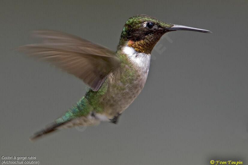 Ruby-throated Hummingbird, Flight