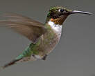 Colibri à gorge rubis