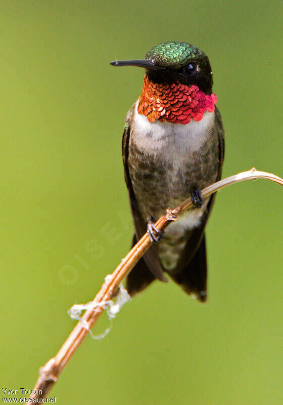 Ruby-throated Hummingbird male adult, close-up portrait