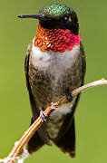 Ruby-throated Hummingbird