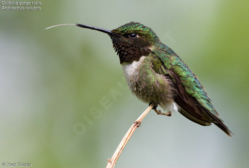 Ruby-throated Hummingbird, identification