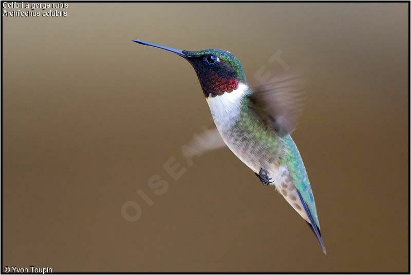 Colibri à gorge rubis, identification