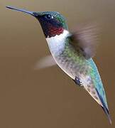 Ruby-throated Hummingbird