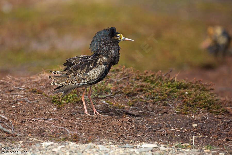 Ruff male adult breeding, identification