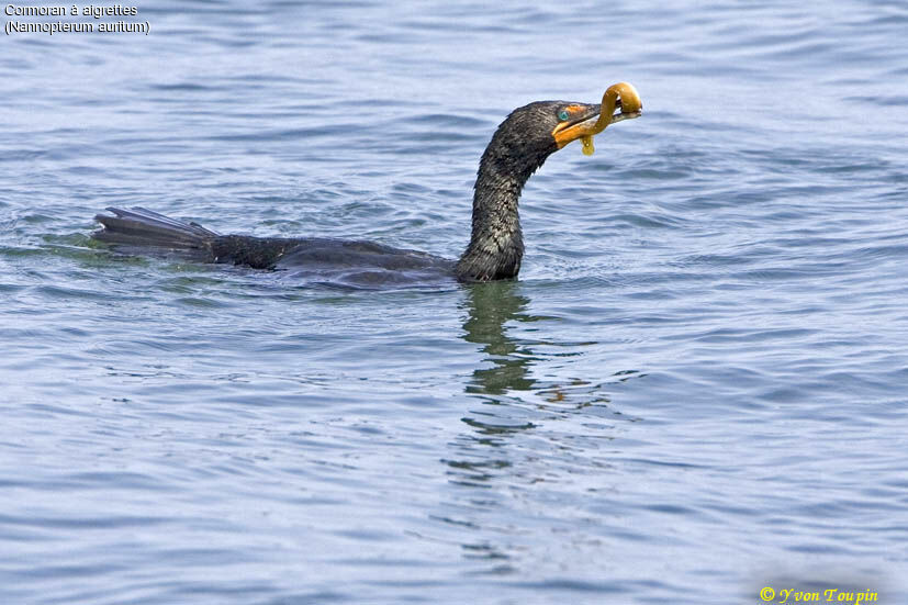 Double-crested Cormorant, feeding habits