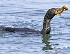 Cormoran à aigrettes