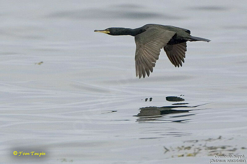 European Shag, Flight