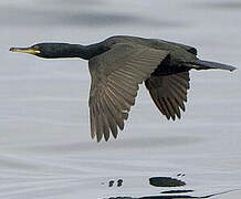 European Shag