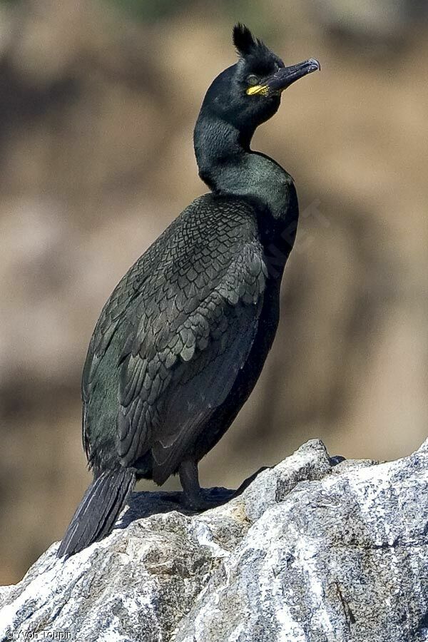 Cormoran huppé, identification