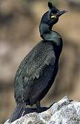 European Shag