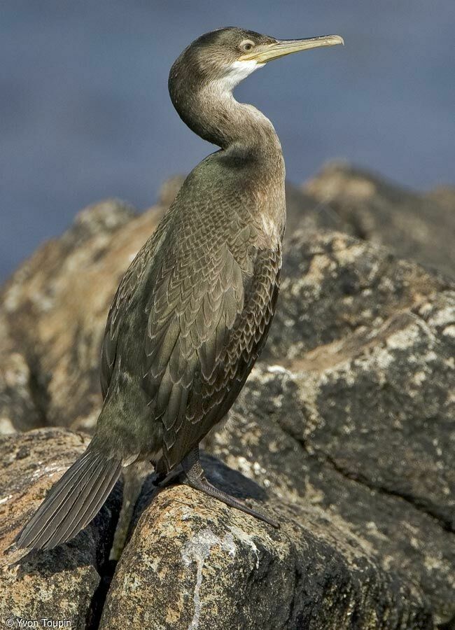 European Shag