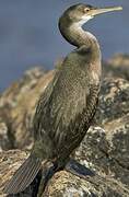 European Shag