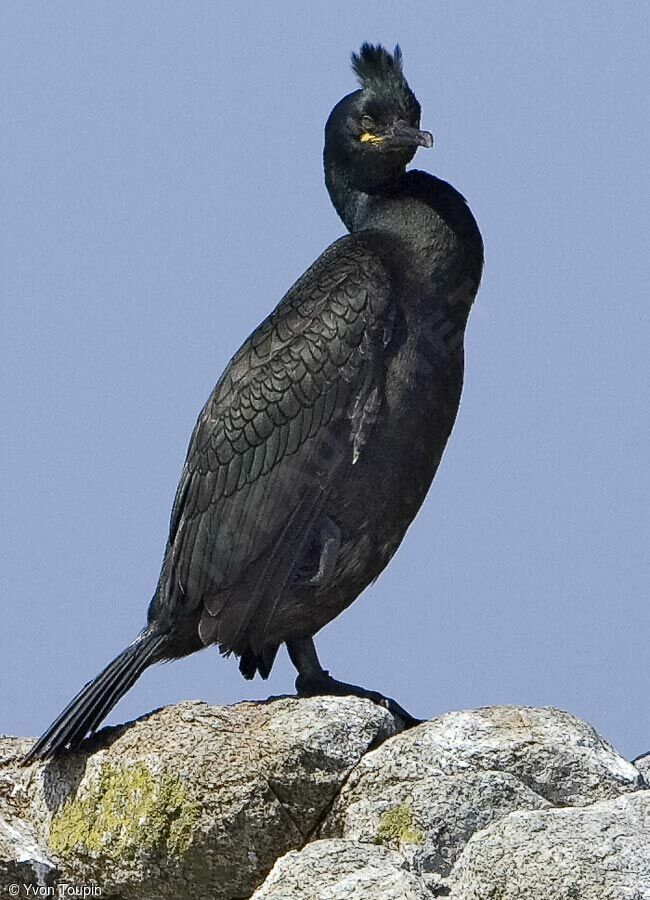 European Shag