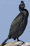 European Shag