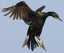 European Shag