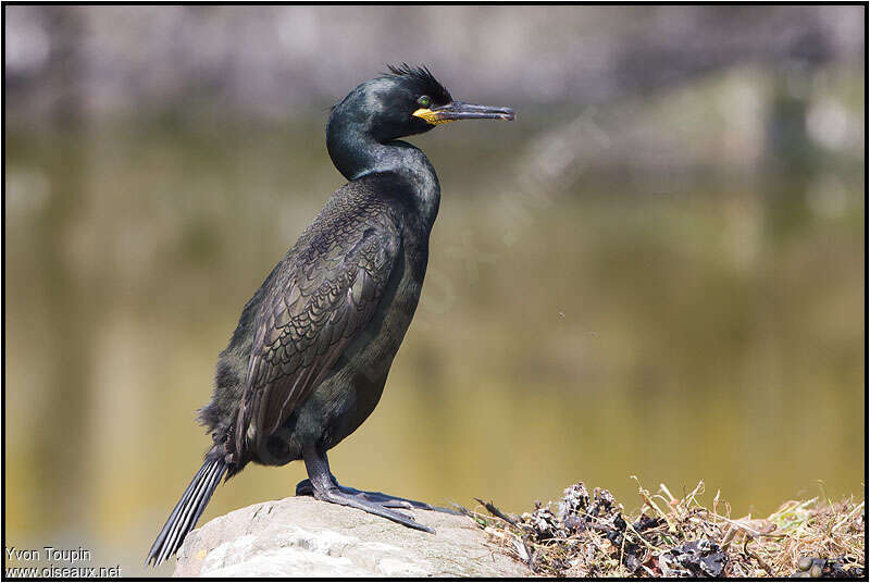 European Shagadult breeding, identification