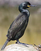 European Shag