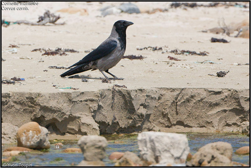 Hooded Crow, identification