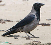 Hooded Crow