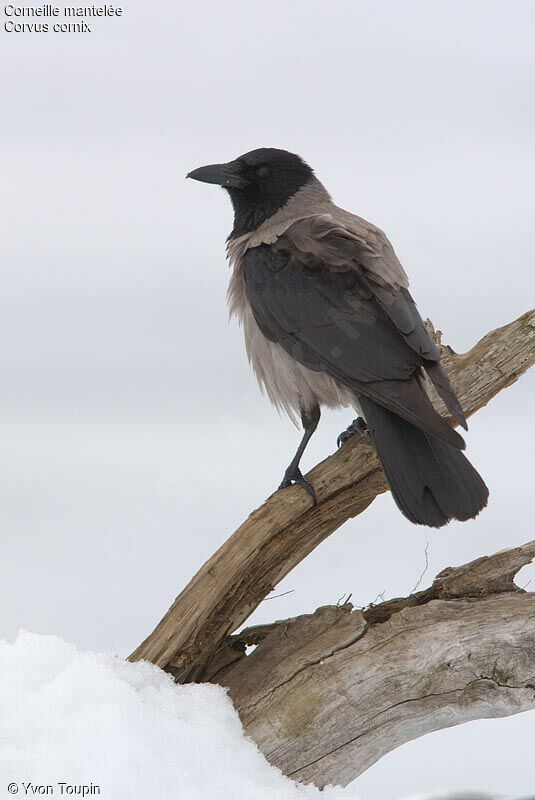 Hooded Crow, identification