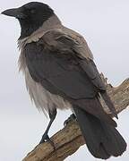 Hooded Crow